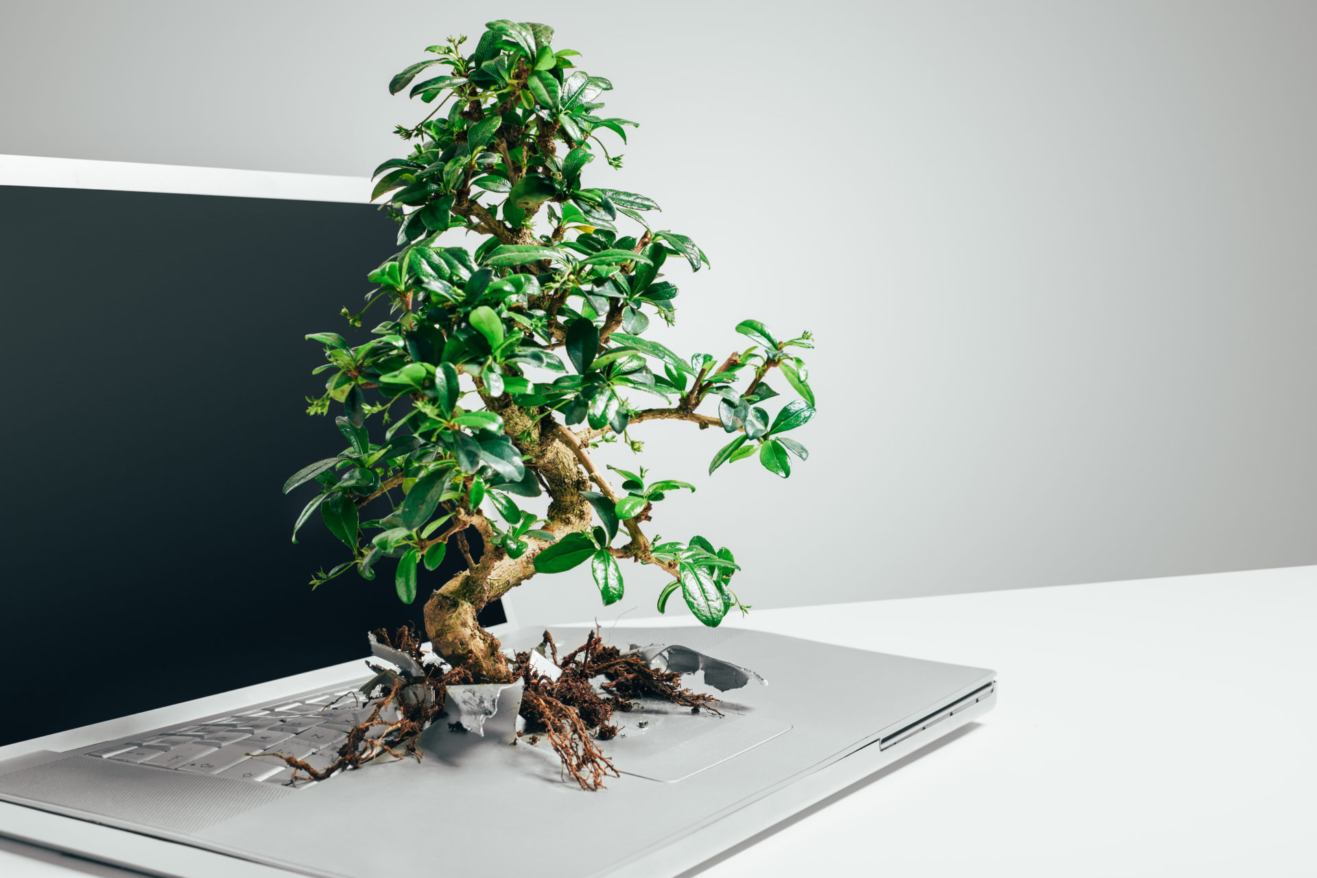 Studio shot of a bonsai tree growing out from a laptop in studio against a grey background, sustainability, responsible management.