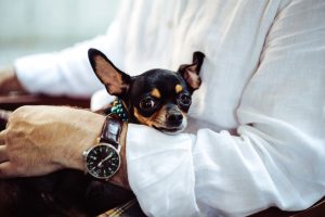Business Impact article image for 10 lessons every leader can learn from their pets.