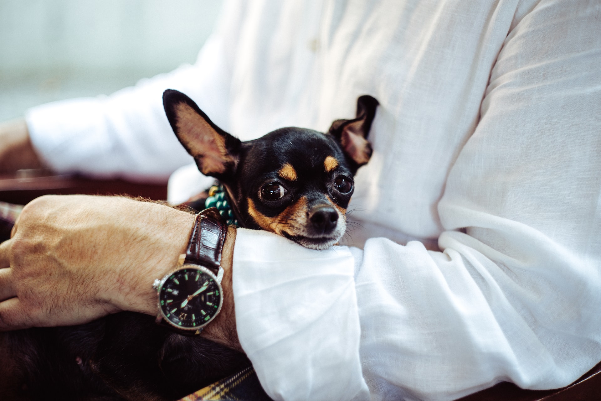 1O lessons every leader can learn from their pets – Business Graduates  Association