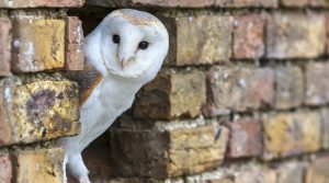 An owl peaking out of a bricked wall. Business Impact article image for feeling 'forgotten'? Seven steps to reclaim control of your future.