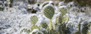 How do the leadership qualities of snowflakes and cacti differ?