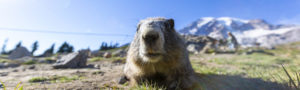 How to escape ESG compliance’s ‘Groundhog Day’