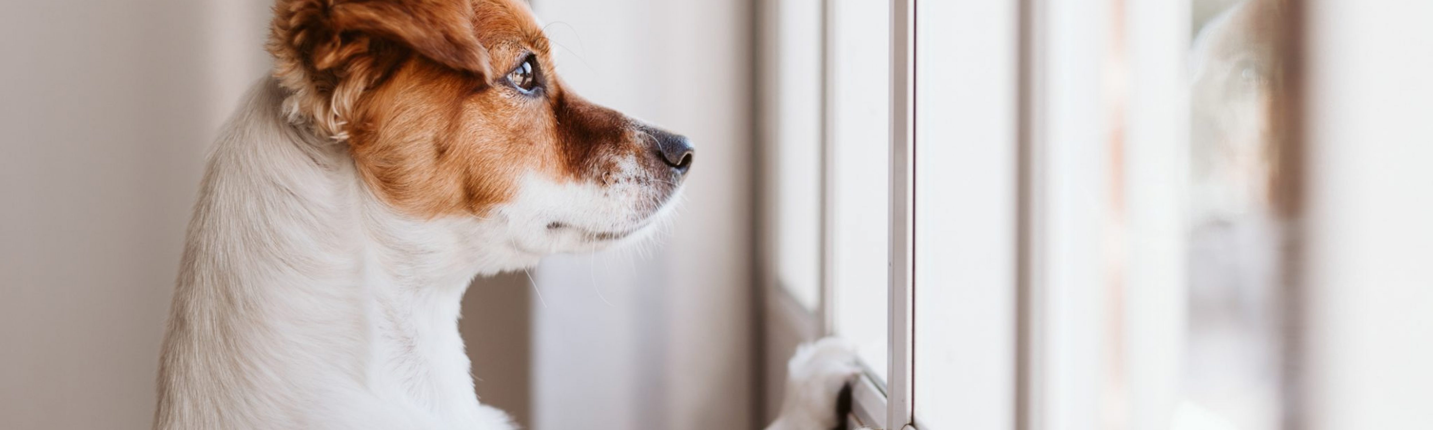 A white and brown dog propped up with his two front paws looking outside a window. Business Impact article on Why businesses must develop greater integrity.