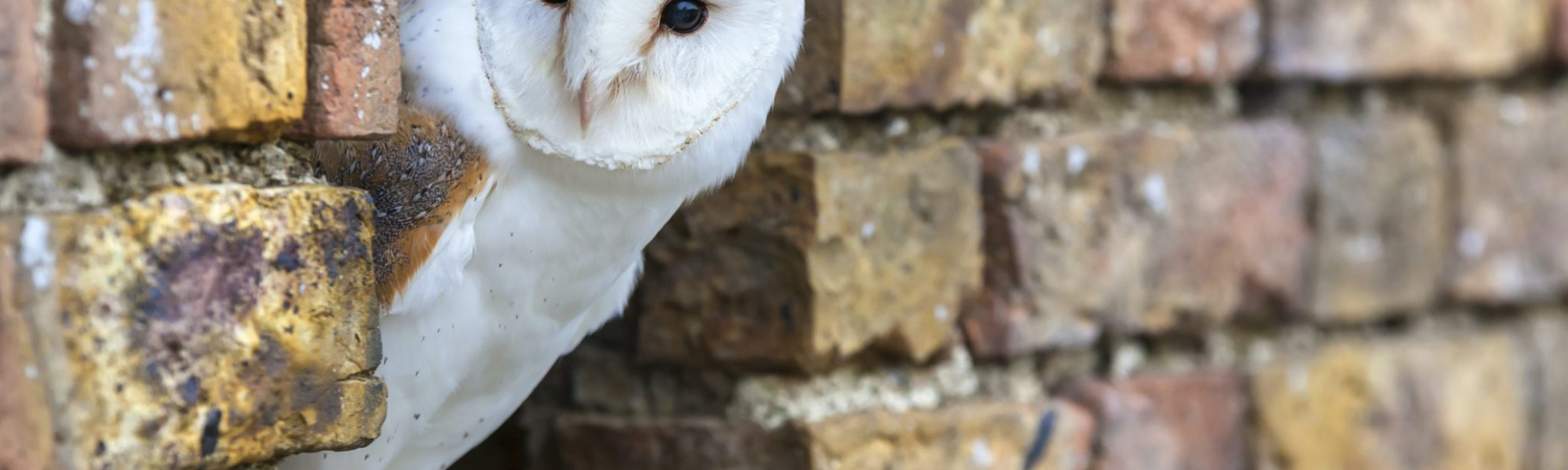 An owl peaking out of a bricked wall. Business Impact article image for feeling 'forgotten'? Seven steps to reclaim control of your future.