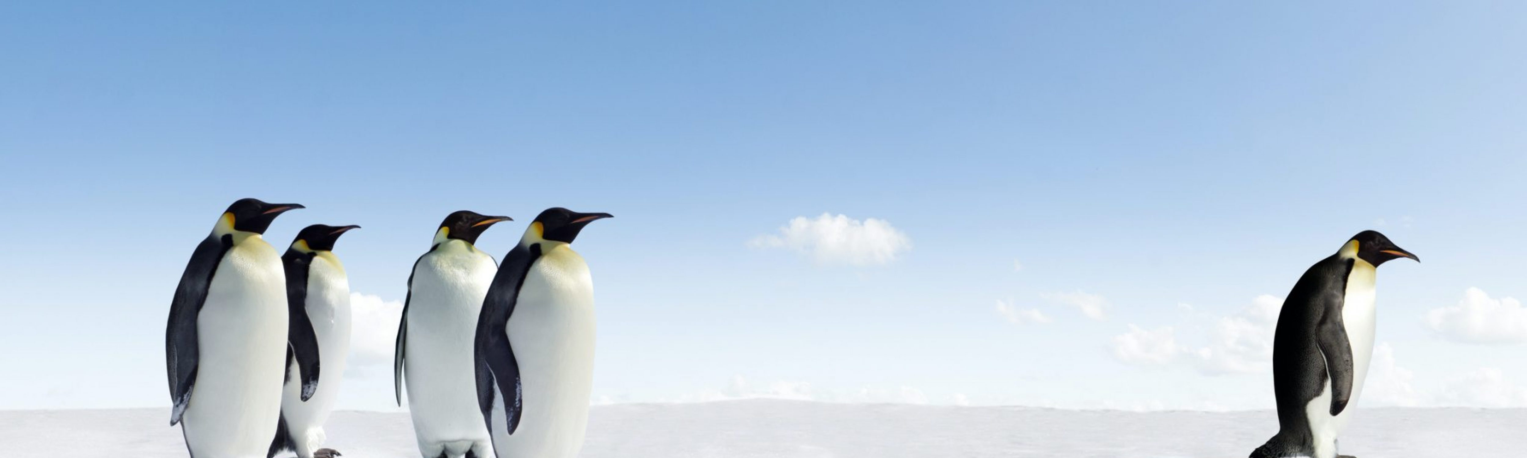 A single penguin standing away from a group of penguins. Business Impact article on Addressing hidden identity threats in the diverse workplace.
