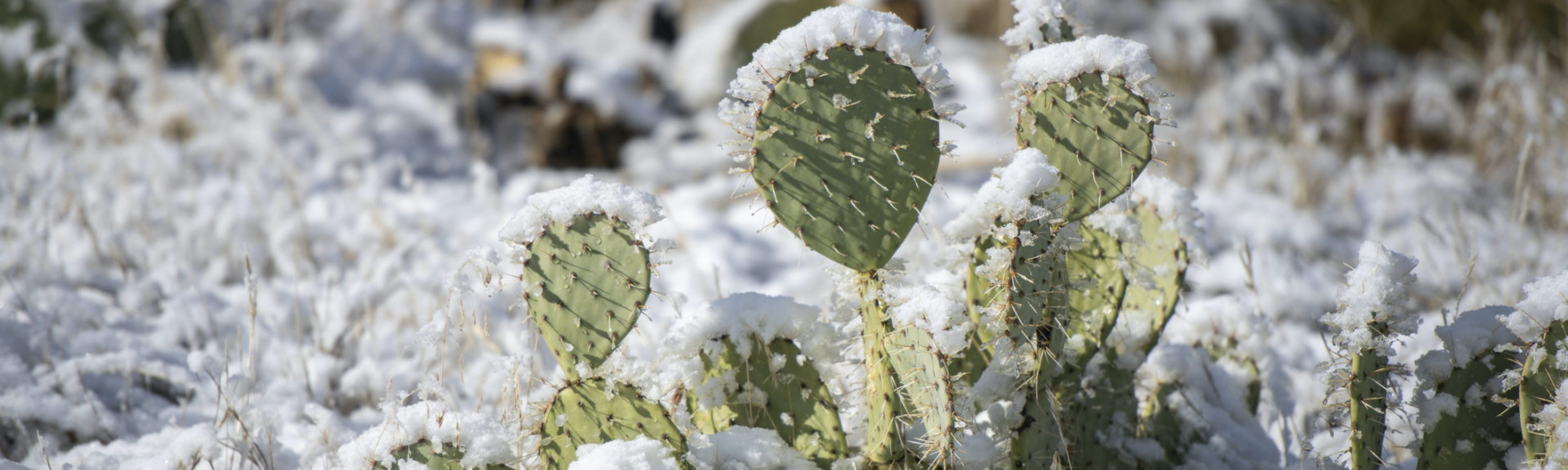 How do the leadership qualities of snowflakes and cacti differ?